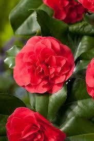 Camellia Japonica Japanse Roos
