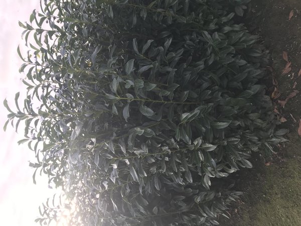 Laurierkers / Prunus Laurocerasus Genolia Haagplant
