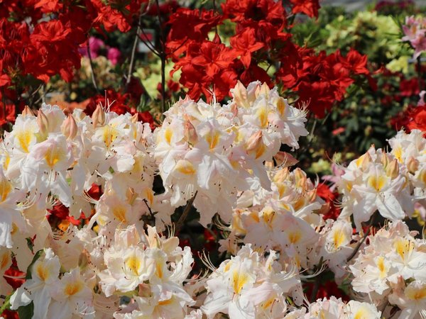 Rhododendron (Ak) 'Persil'