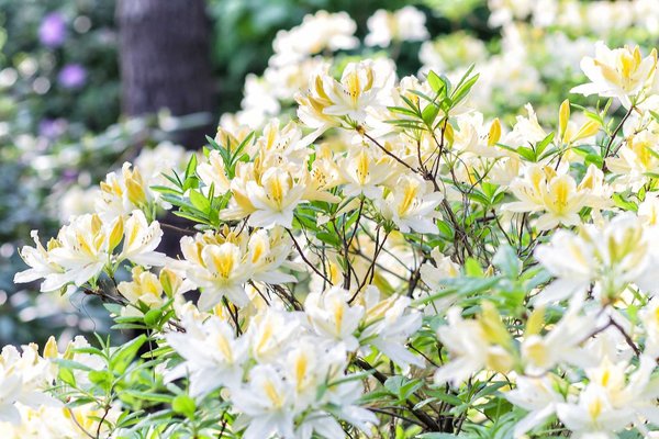 Rhododendron  (AP) ´Daviesii`