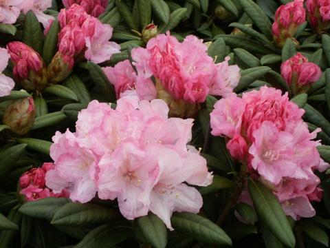 Rododendron (Y) 'Fantastica'