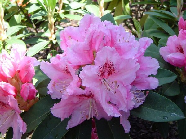 Rhododendron 'Dr Schweitzers'