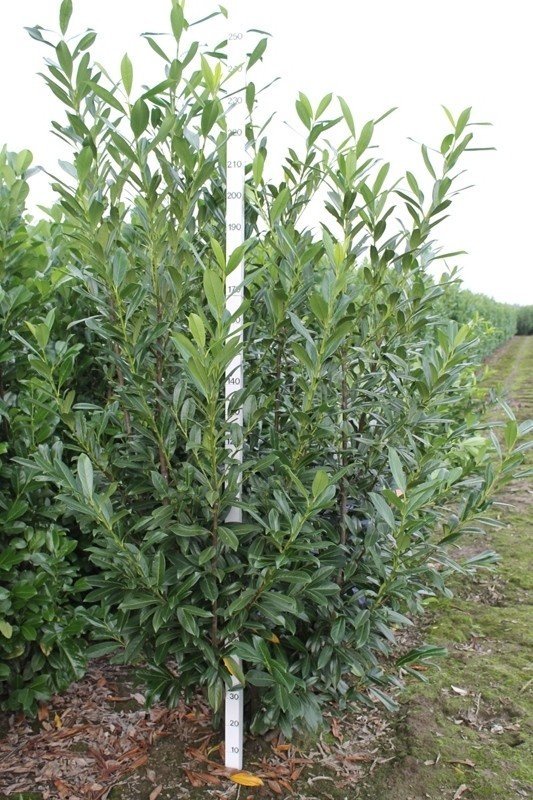 Prunus Laurocerasus Caucasica