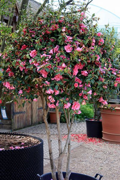 Camellia japonica 'C.M. Hovey'