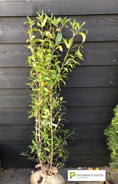 Forsythia × intermedia 'Lynwood'