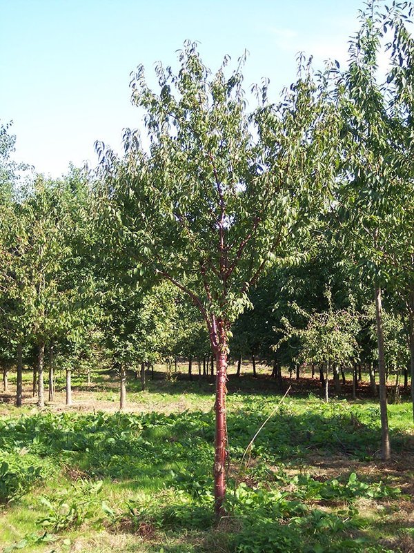Prunus serrula - Tibetaanse Sierkers