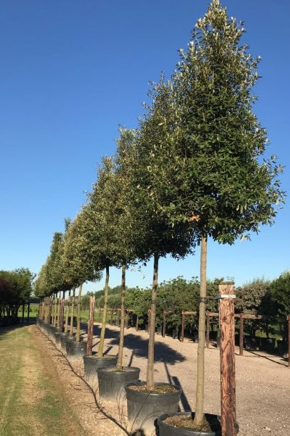 Steeneik (Quercus ilex) Hoogstam