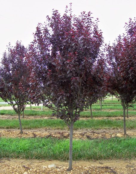 Roodbladige kerspruim, Prunus cerasifera 'Nigra'