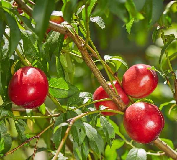 Prunus nucipersica ´Snowqueen´ (nectarine) Halfstam