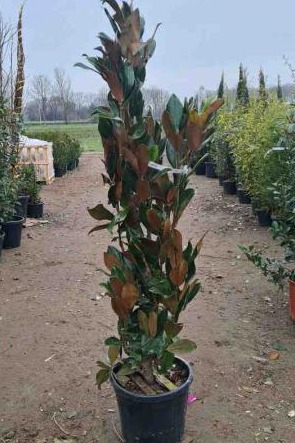 Magnolia Grandiflora 'Gallissoniere' Beverboom Struikvorm