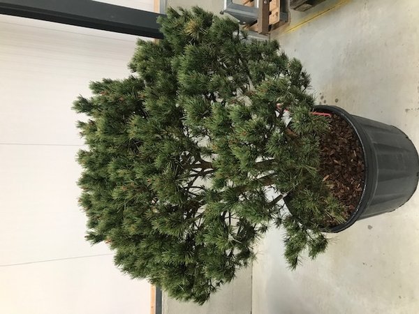 Pinus sylvestris Grove Den Meerstammig
