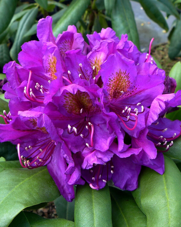 Rhododendron ´Marcel Mernard´