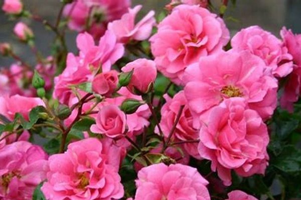 Plantnaam:Rosa (H) Flower Carpet Heidetraum