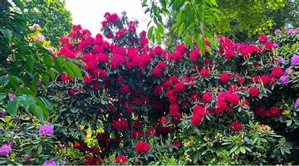 Rhododendron ´Nova Zembla´